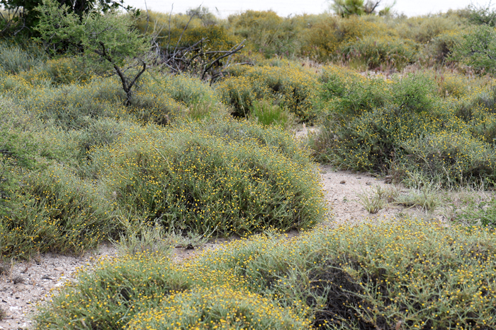 African Sheepbush is a species introduced to Arizona by the U.S. Department of Agriculture for unknown reasons. Habitat preferences include chaparral vegetation, pinyon-juniper; oak woodlands and sandy or loamy soils. Pentzia incana